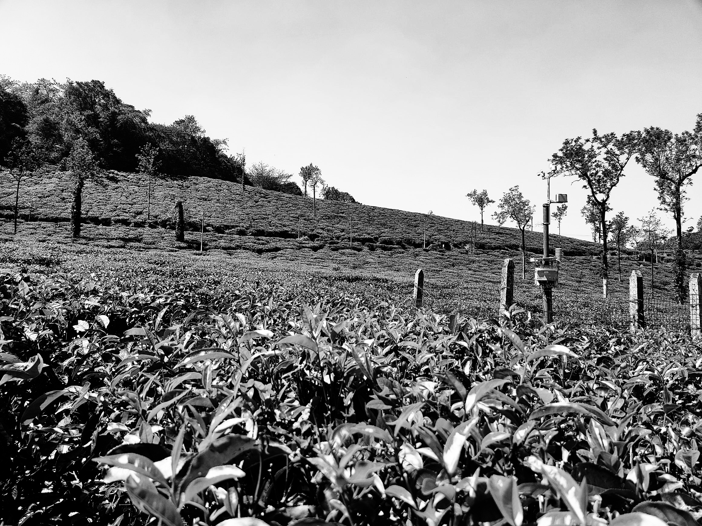 gallery background tea estate