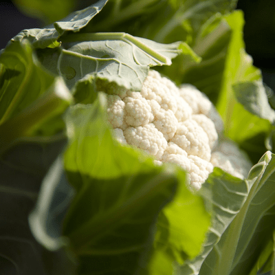 cauliflower