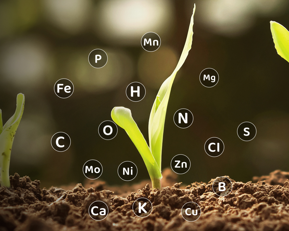 Plant Nutrition Companies