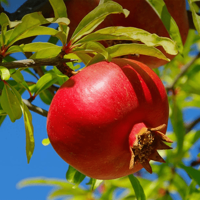 pomegranate