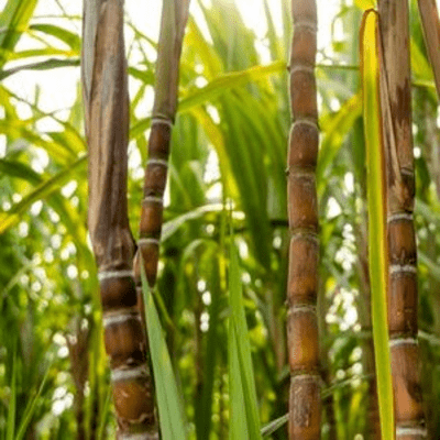 Sugarcane