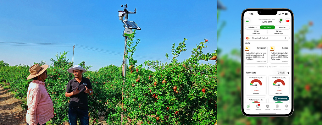 How to control bacterial blight of pomegranate using weather station or IoT device or Farm…