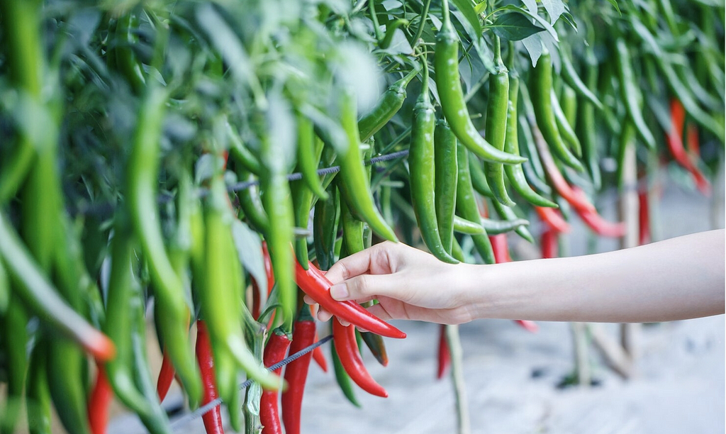 How to Increase Chilli Yields and Reduce Input Costs using Farm monitoring device or IoT device