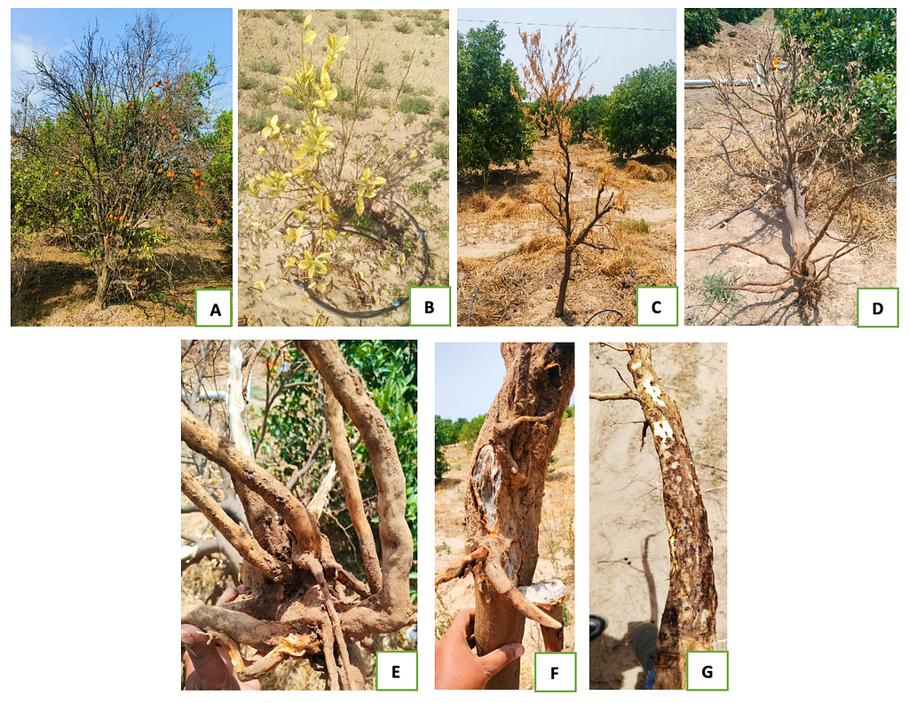 How to manage dry root rot of citrus | Symptoms, life cycle, case study and management of dry root…