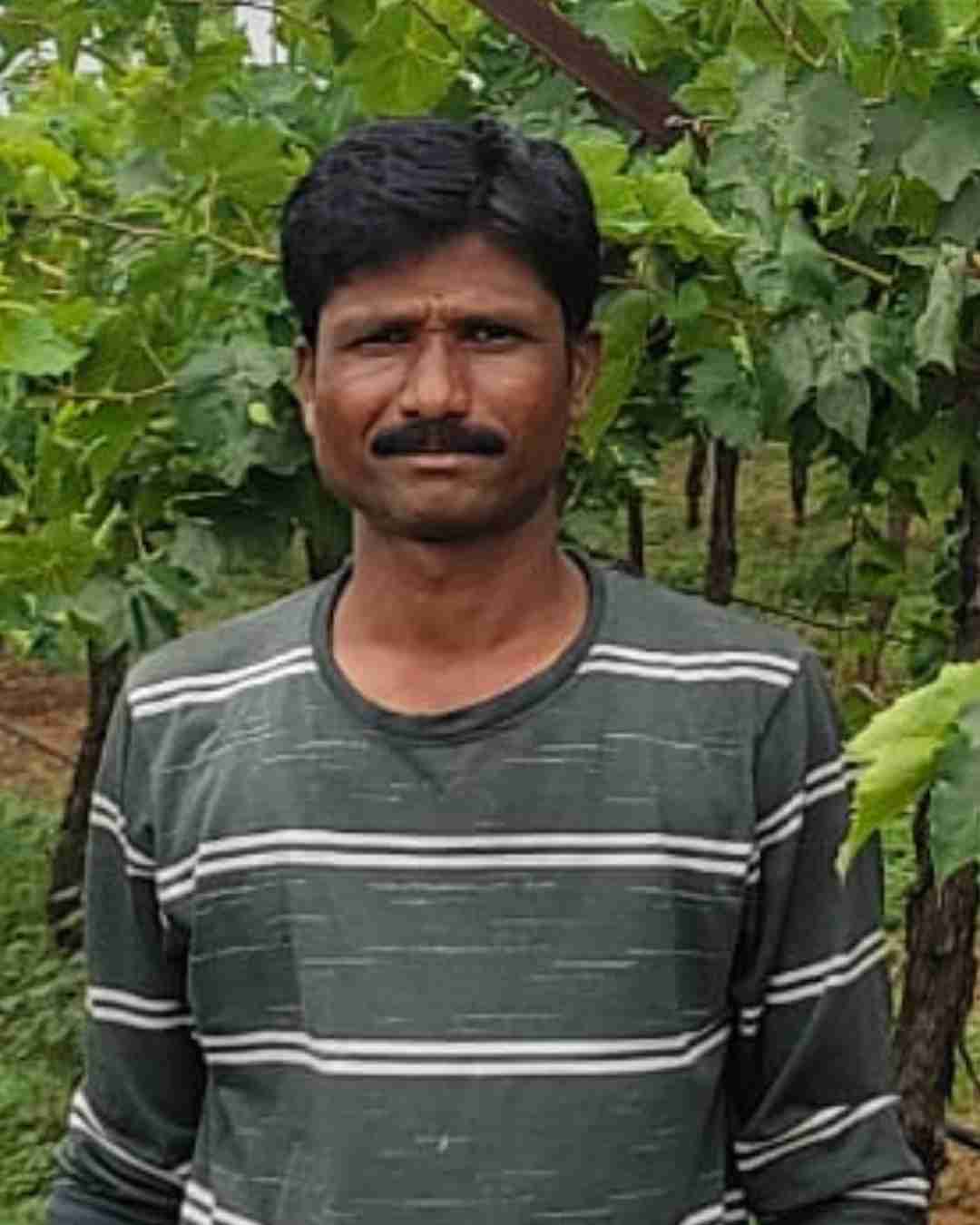A tomato farmer standing in a lush green greenhouse in Tamil Nadu.