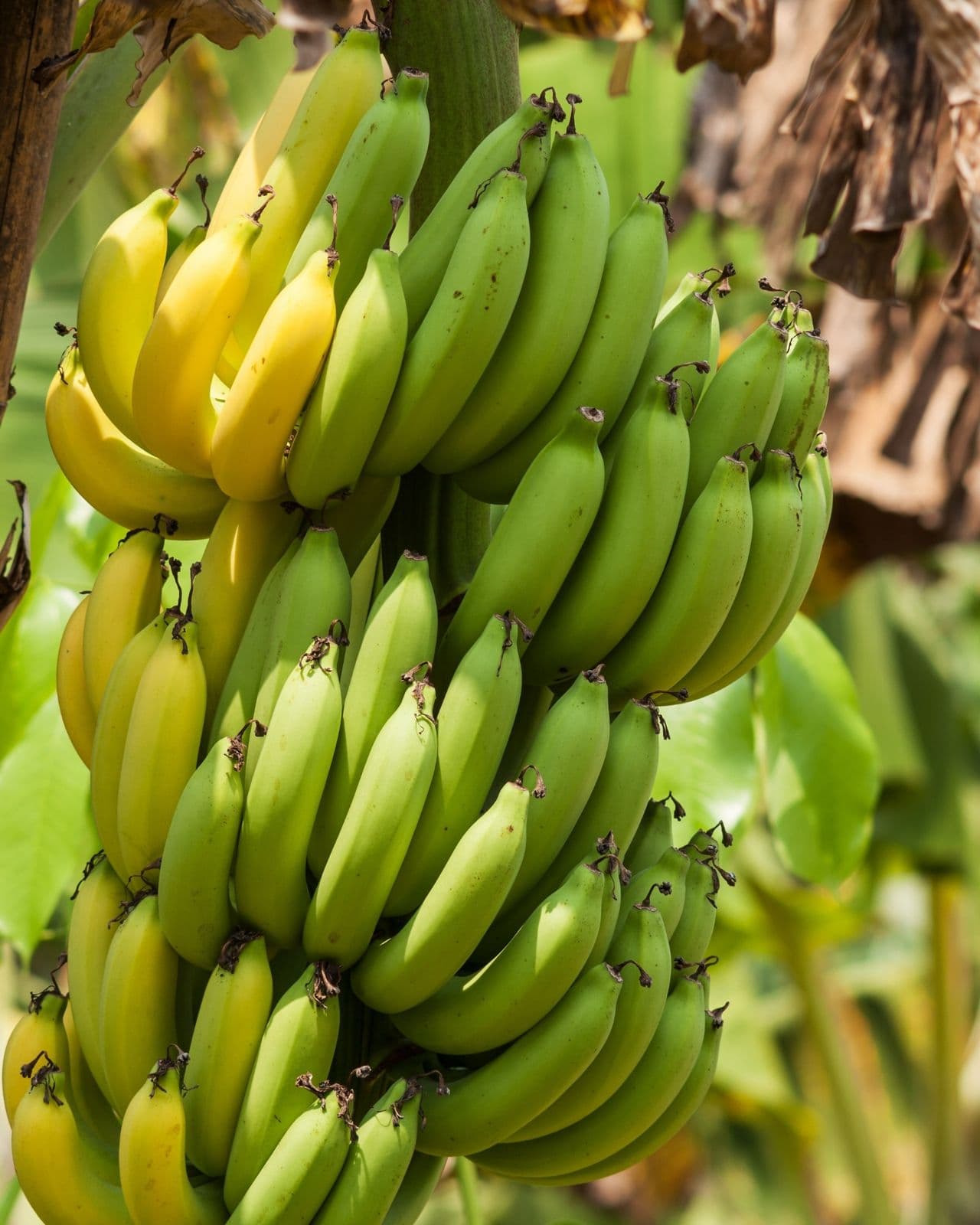 BANANA PLANTATION