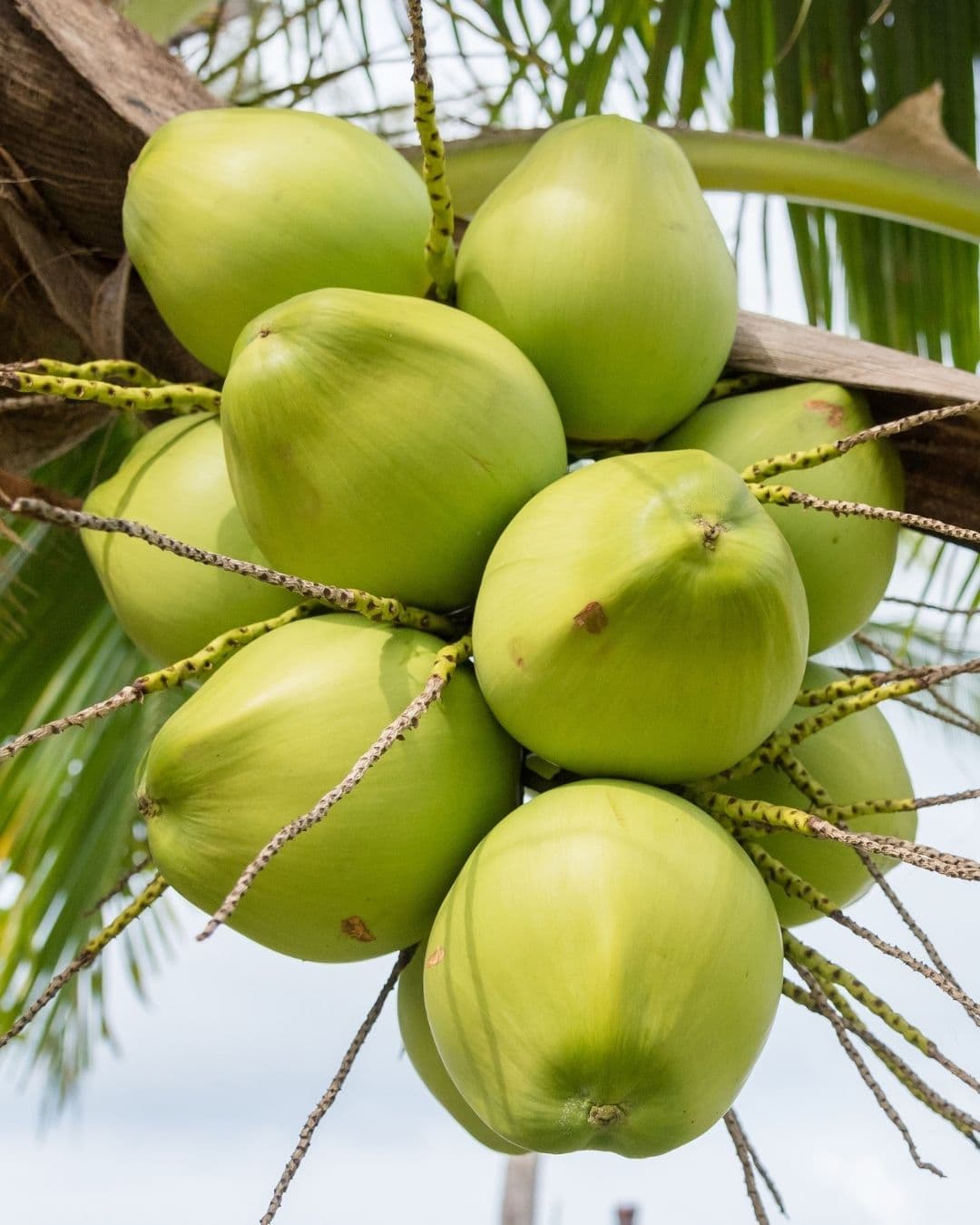 COCONUT FARMING