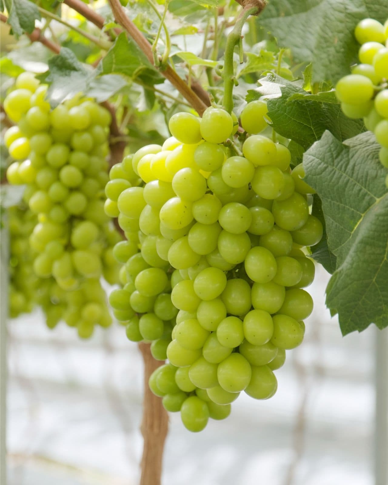 GRAPES FARM