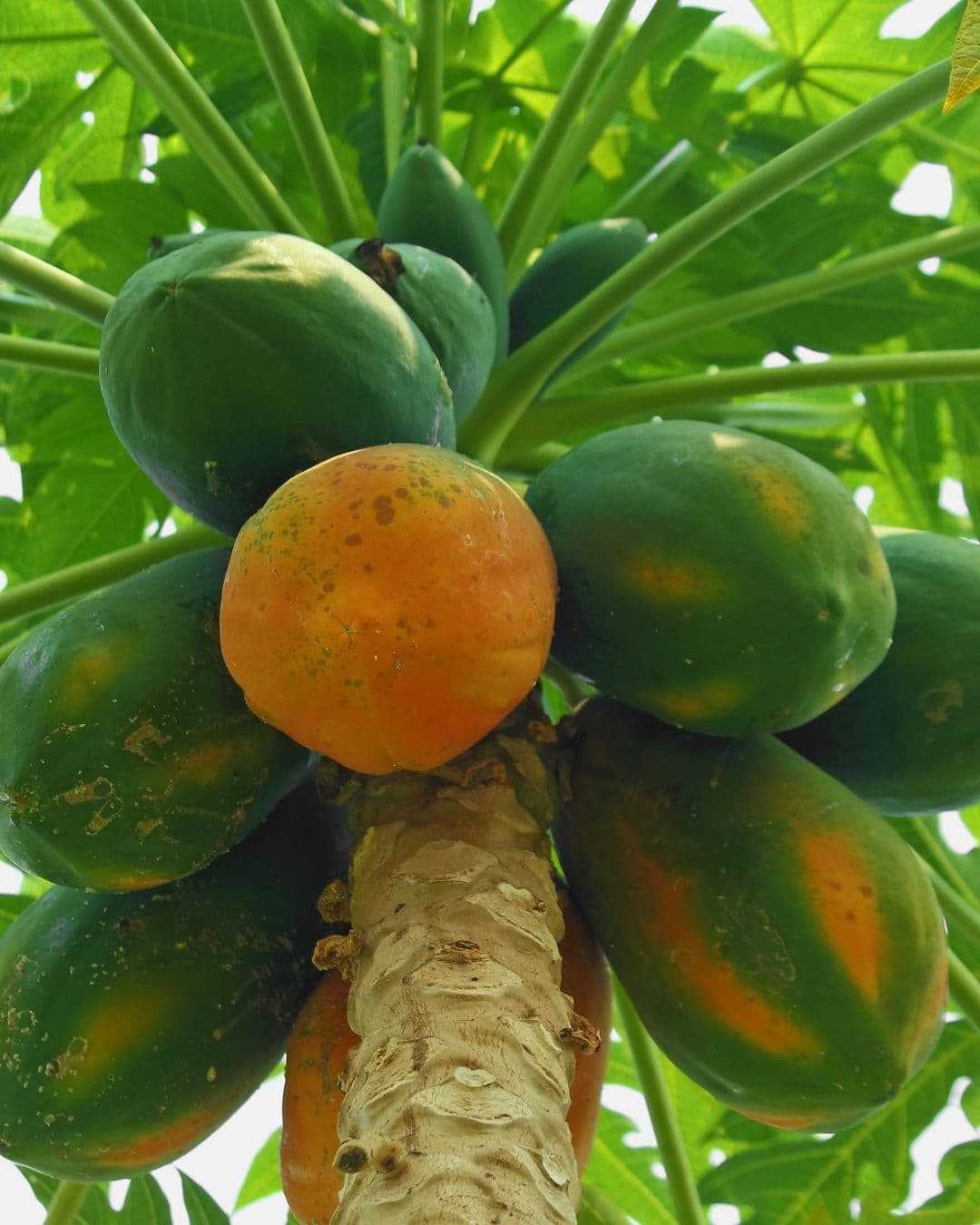 PAPAYA FARMING