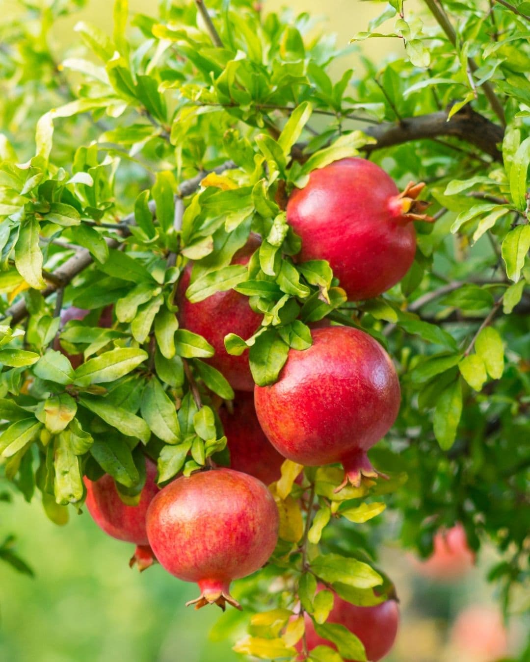 POMEGRANATE FARMING