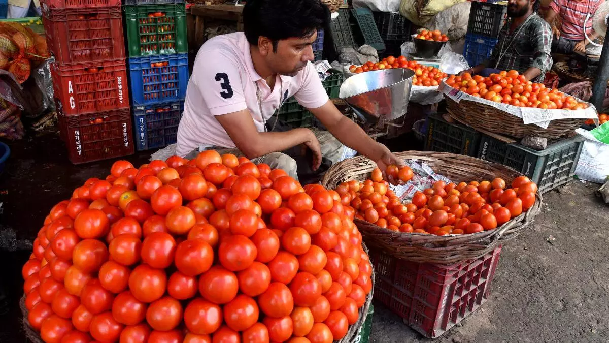 Tomato crisis. Technology can ease pain points for tomato farmers, help them earn more