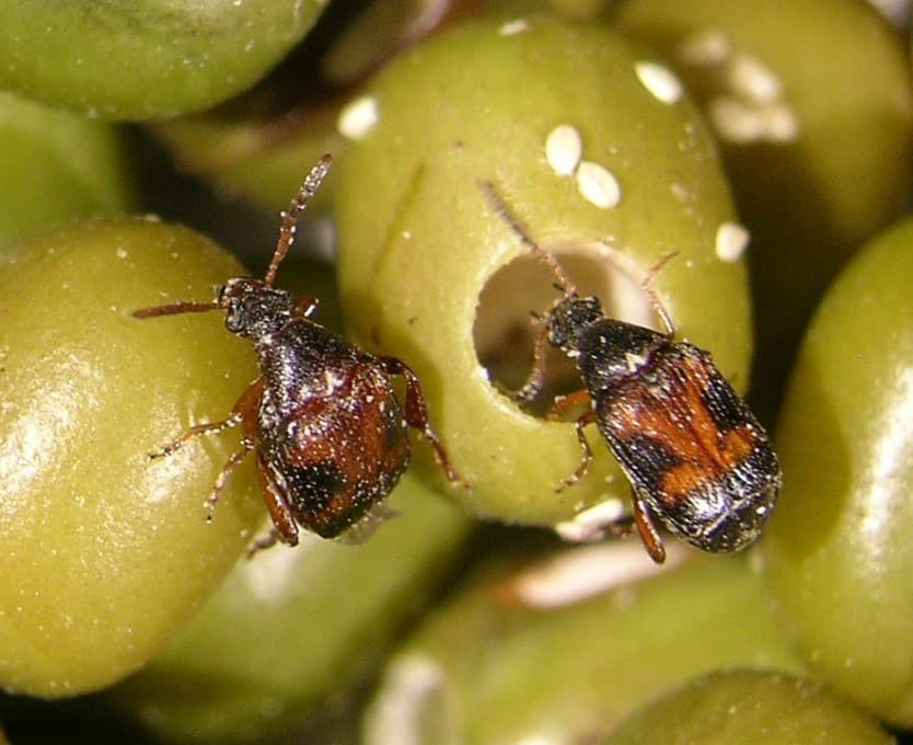Pulse Beetle Control in Stored Chickpea: Botanicals and Safer Insecticides